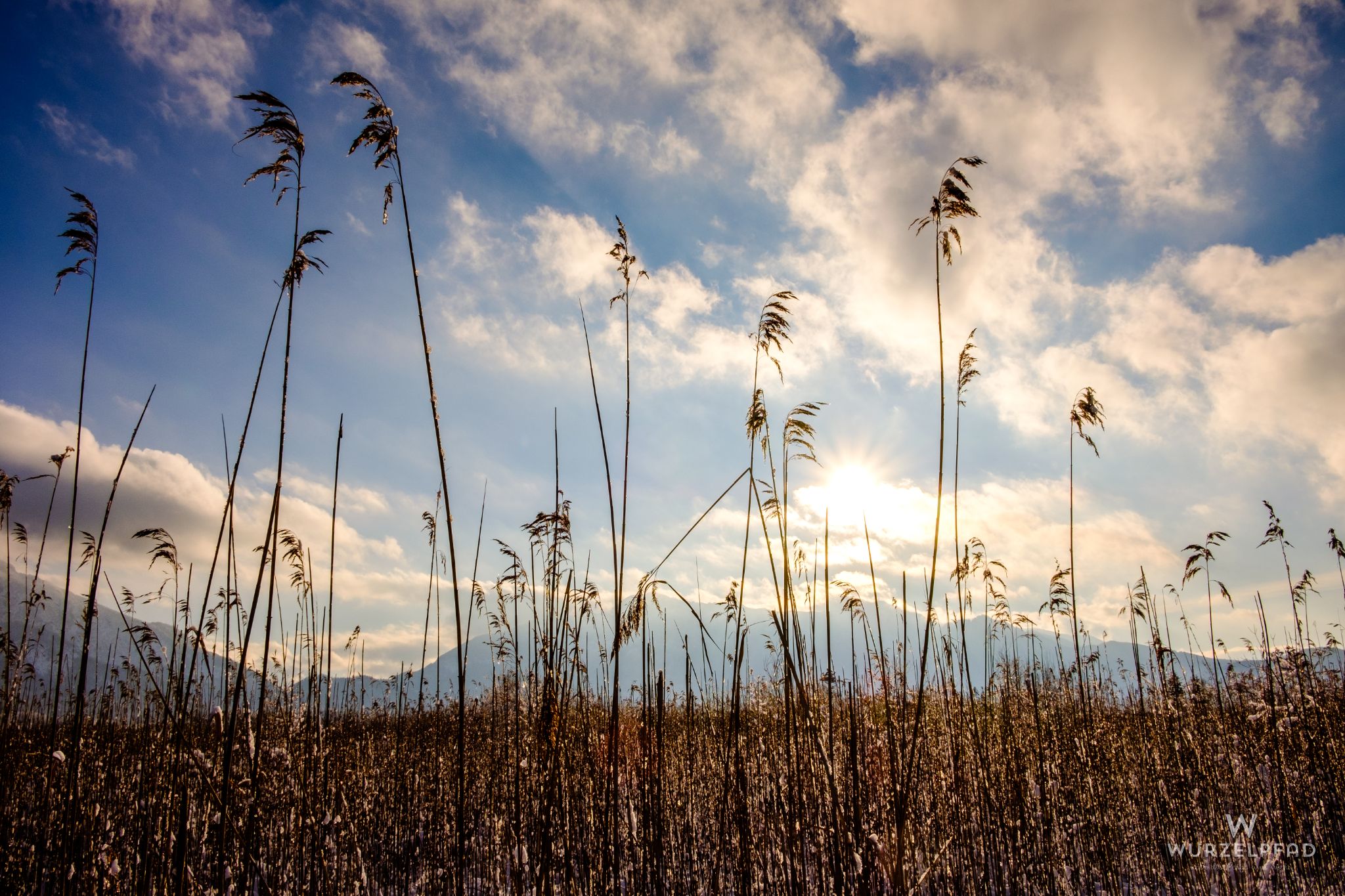 Hohes Gras in der Wintersonne